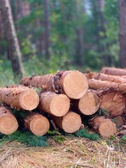 deforestation. firewood. tree bark. firewood production	