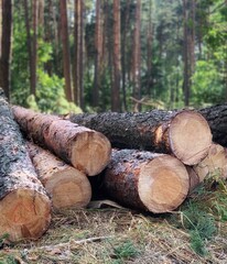 deforestation. firewood. tree bark. firewood production	