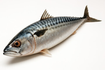 Freshly Caught Mackerel Fish with Distinctive Stripes on a Clean Background