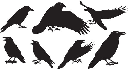 Set of black crow silhouettes in different poses bird, crow, silhouette, bird, wildlife, animal, avian, corvid, raven, blackbird, rook, jackdaw, carrion crow, hooded crow, bird of prey, raptor, flying