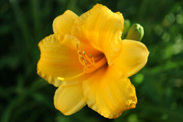 Golden Yellow Daylily 