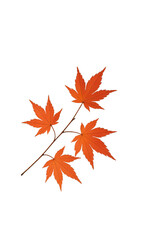 Stylized Japanese maple branch with glowing red leaves on elegant dark gradient background
