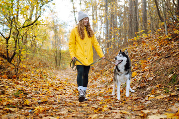 A happy woman with her beloved husky walks in a sunny autumn park. A cheerful woman with her pet...