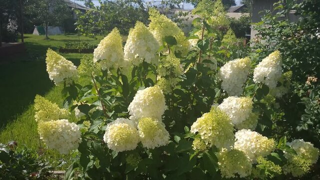 Hydrangea paniculata growing in the garden. Growing hydrangeas, care, watering, flowering period