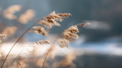 Elegant Blades of Grass Glimmering by the Water in Soft Light