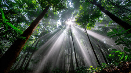 Serene forest scene showcasing tall trees with sunlight streaming through canopy, creating mystical atmosphere. interplay of light and shadow enhances beauty of nature