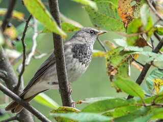Black-throated thrush perching on a bird-cherry bush