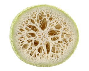 Cross section of a loofah sponge