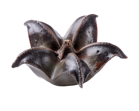 Dark brown seed pod with open segments