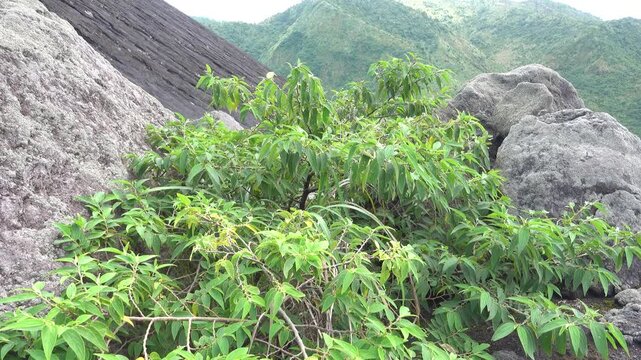 These are so-called pioneer plants. These species were first to settle on slag fields (pyroclastic deposits (detrital materia, dejectionl)) after eruption of volcano. Sulawesi Island. Indonesia