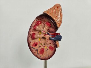 Detailed anatomical model of a human kidney showcasing internal structure
