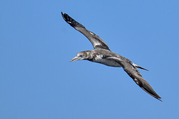 Juvenile Northern Gannet soaring under blue sky