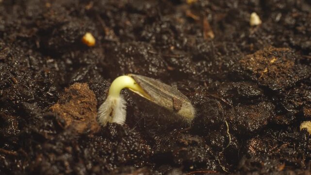 Sunflower seed germination close-up, timelapse