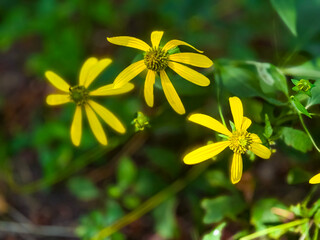 Three Yellow Wildflowers Blooming in Summer Garden