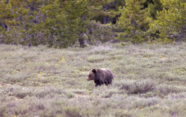 Grizzly Bear Cub in Grand Teton National Park Wyoming in Springtime