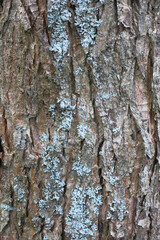 brown tree bark with cracks