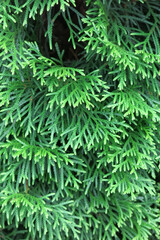 macro photography of thuja needles