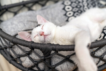 Cat lying on a radiator and looking up. cat bed sleeping on a warm radiator on a cold winter day. cat lies on a warm heating radiator. Pet cat lying on shelf on soft plaid next to warm radiator.
