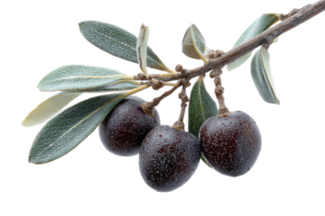 Close-up of three dark olives on a branch with leaves