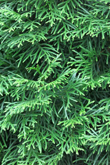 macro photography of thuja needles