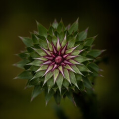 Thistle Bud On The Verge Of Opening