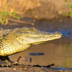 Obraz premium Croc by the water