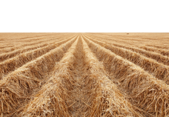 Plowed field, golden stubble