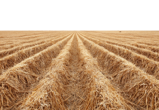 Plowed field, golden stubble