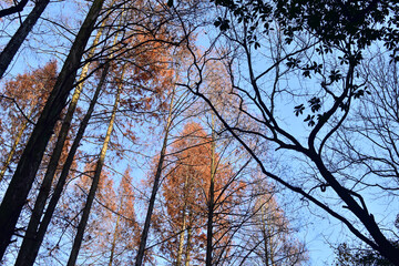 Close-up of trees in the autumn. Red leaves and bare tree. Autumn tree, colorful trees. Nature and landscape concept. Tree background.