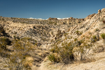 Trail Cuts Through Valley In Joshua Tree With Snowy Peaks Rising Over The Horizon