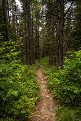 Trail Heading Down Hill Through Dense Forest In Glacier