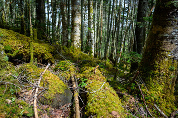 湿った苔の中に根を張る木々が幻想的に佇む森の中の静かな空間