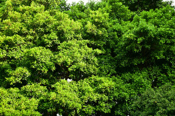 Close-up of the forest with full of trees. Green trees, nature scene. Tree background. Row of trees.