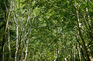 Close-up of the forest with full of trees. Green trees, nature scene. Tree background. Row of trees.