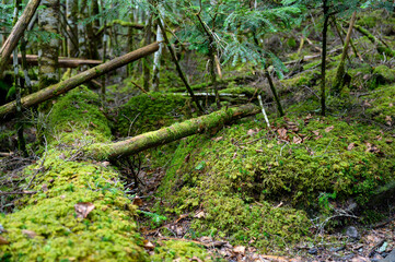 倒木に苔が広がる静かな森の中の湿った緑の世界