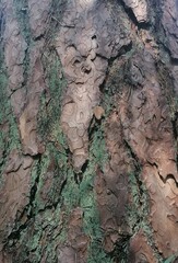pine tree bark with moss detail. forest surface pattern 