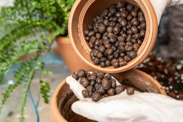 Gardener wearing gloves adding clay pebbles to flower pot for improved drainage and aeration, preparing soil mix for houseplants or hydroponic gardening in sustainable home garden setup.