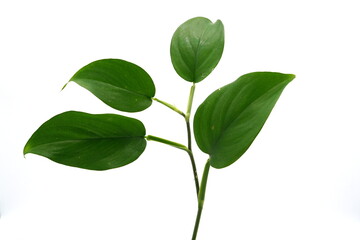 Golden Pothos is a popular climbing plant grown as an ornamental plant.