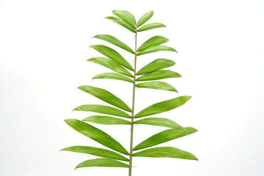 Calameae is a wild plant in the palm family that is popularly used in many ways, especially in weaving various utensils.