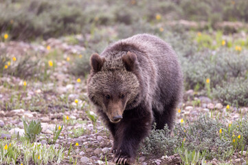 Grizzly Bear Cub in Grand Teton National Park Wyoming in Springtime © natureguy