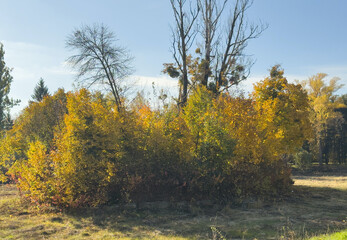 Autumn landscape. Autumn oak leafes