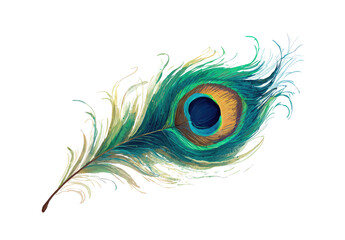 Detailed peacock feather illustration