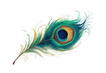 Detailed peacock feather illustration