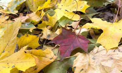 Fall season. Blurred background with autumn forest. Sunny fall backdrop with fallen leaves. Maples trees with yellow and orange leaves. Horizontal nature banner with yellow and orange autumn leaf