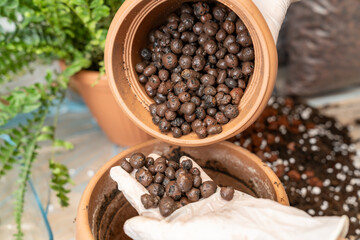 Gardener wearing gloves adding clay pebbles to flower pot for improved drainage and aeration,...