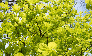 view from bottom up to a chestnut tree crown with green leaves
