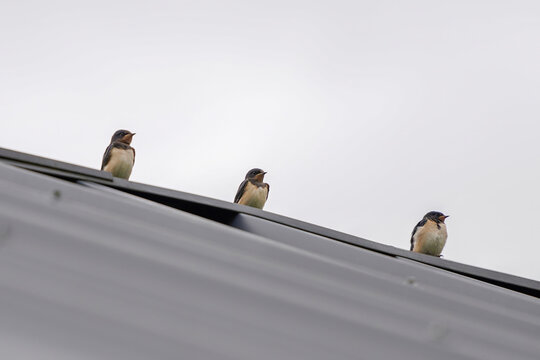 birds on the roof