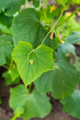 Close-up of green cucumber leaves and vines in a garden setting