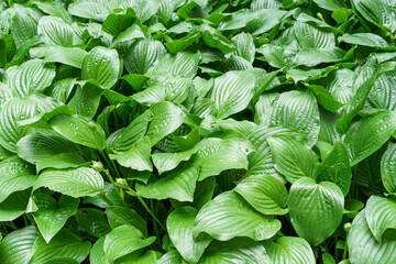 Hosta green leaves garden