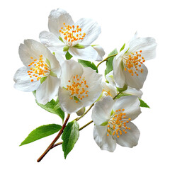 Close-up of a cluster of white jasmine flowers with green leaves (1)